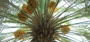 palma daktylowa