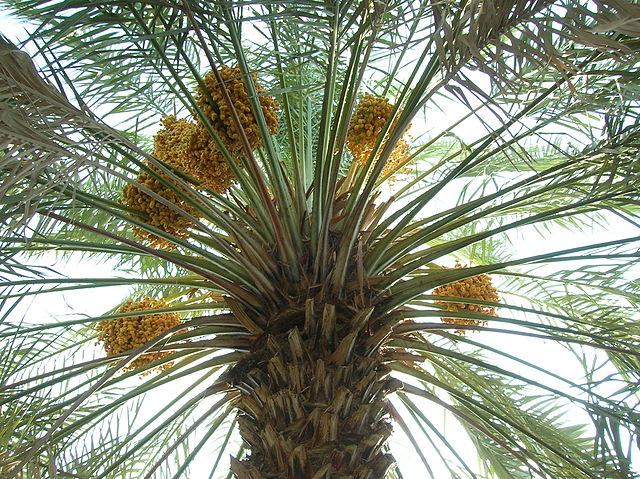 palma daktylowa